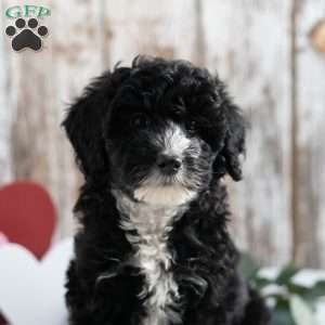 Leah, Mini Sheepadoodle Puppy